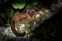 Kynkazu - Potos flavus - Kinkajou o4338